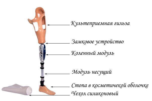 Чертеж протеза бедра